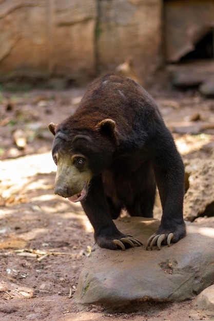 Honey bear in the forest atmosphere