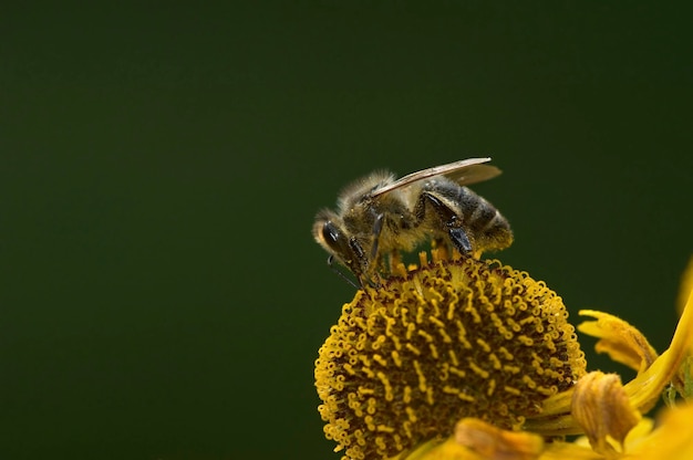 Helenium에 있는 꿀벌 Apis mellifera