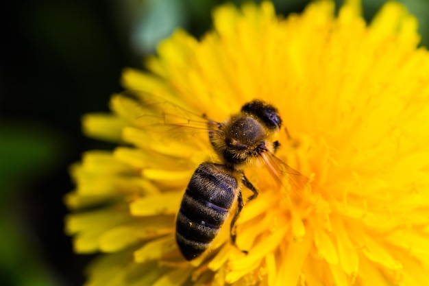 Honey Bee Bee on dandelion