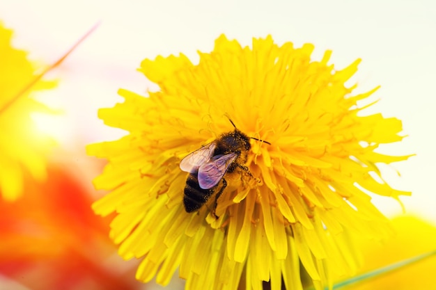 Honey Bee Bee on dandelion