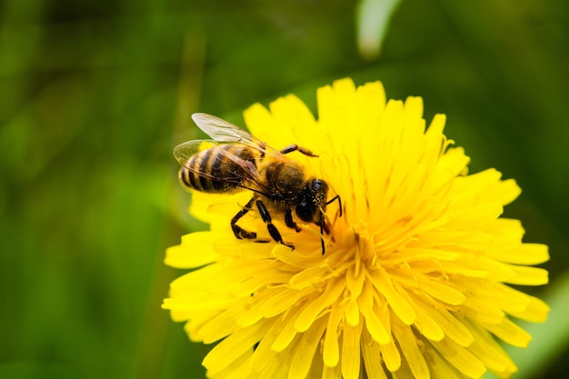 Honey Bee Bee on dandelion