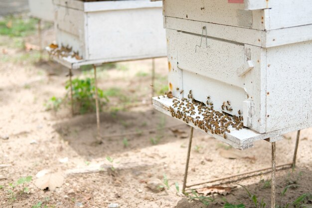 ミツバチの巣箱の家のクローズアップ