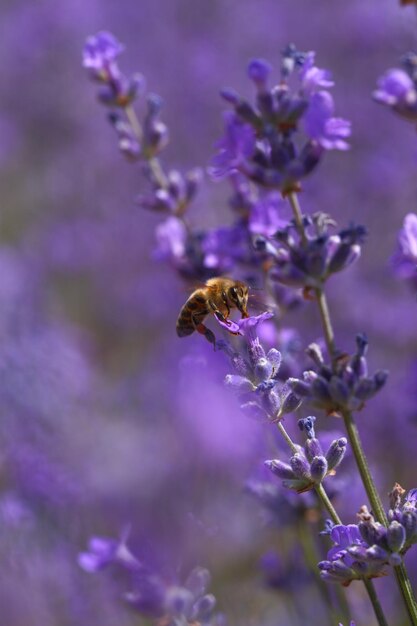 Honey bee on blooming lavender flowers closeup