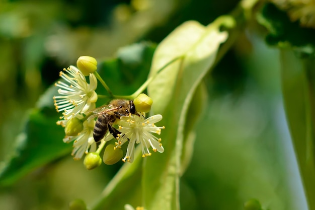 Honey bee on the blossoming linden flowers at sunny day in garden Plant decay with insects