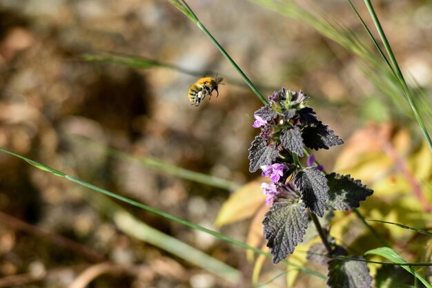 Foto le api mellifere ronzano di fiori viola