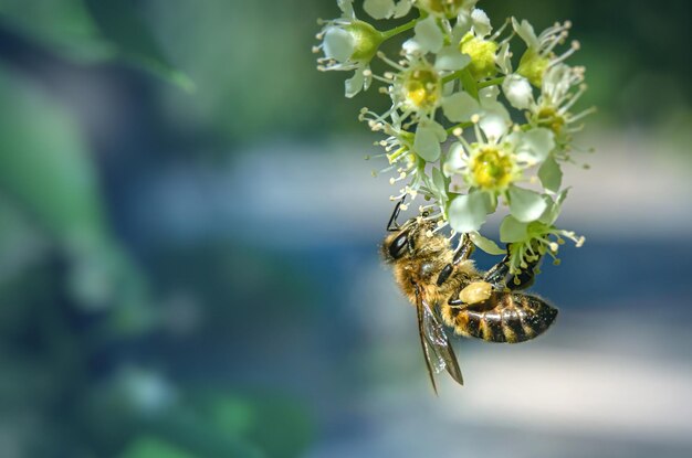 Honey bee Closeup with selective focus Place for text on blurred background