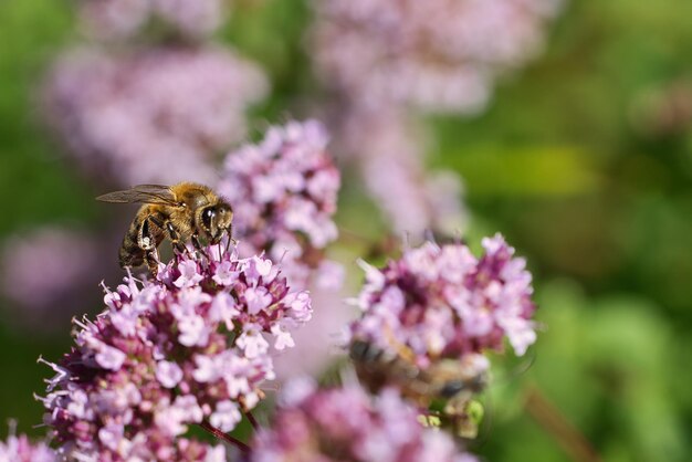 Honey bee collecting nectar on a flower of the flower butterfly bush Busy insects