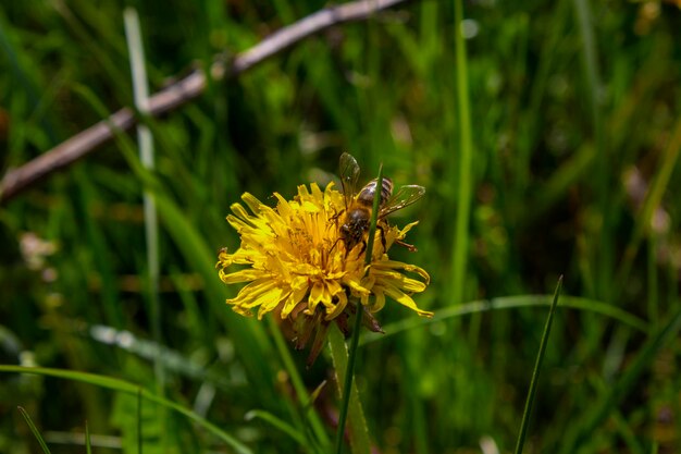 Медоносная пчела собирает нектар с цветка одуванчика в летнее время
