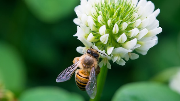 Honey bee collecting nectar