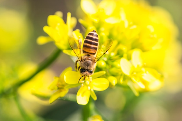 キャノーラの花に花粉を集めるミツバチ