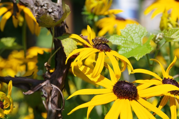 庭の花に花粉を集めるミツバチ