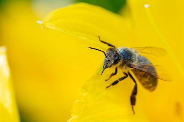 Honey bee collecting pollen from flowers.