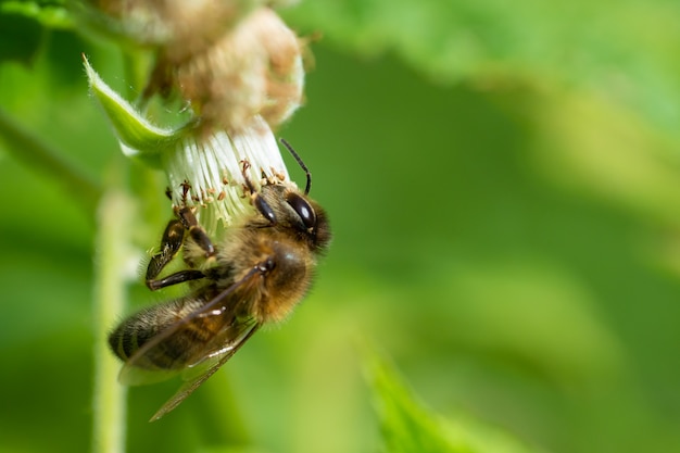 Honey bee collecting pollen from flowers.