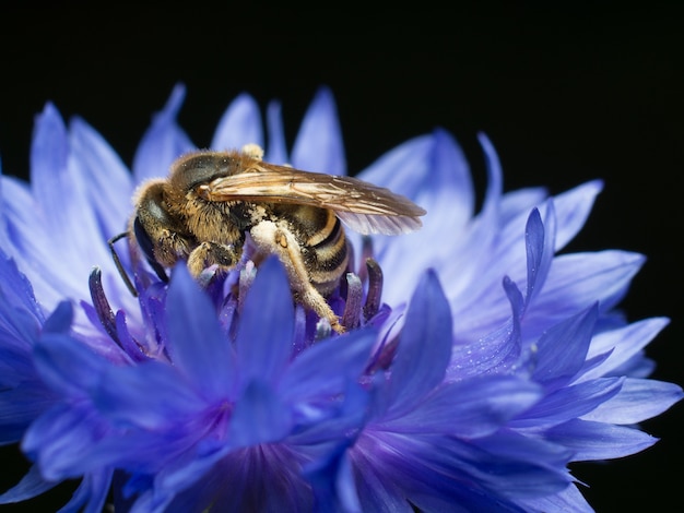사진 저녁에 꽃가루를 수집하는 꿀벌
