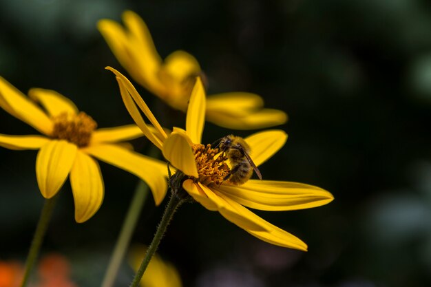 Honey bee collecting pollen on a yellow flower. 