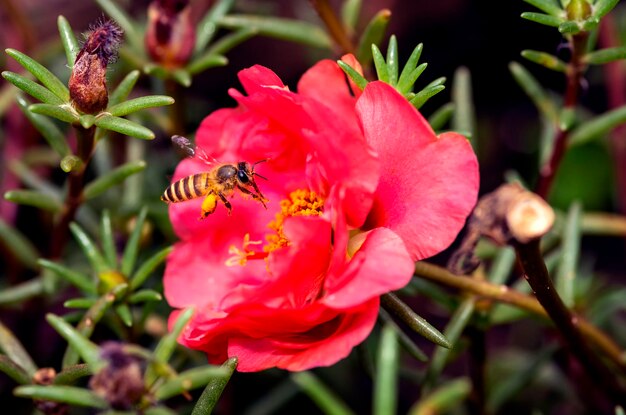 The honey bee collecting pollens from the flower.