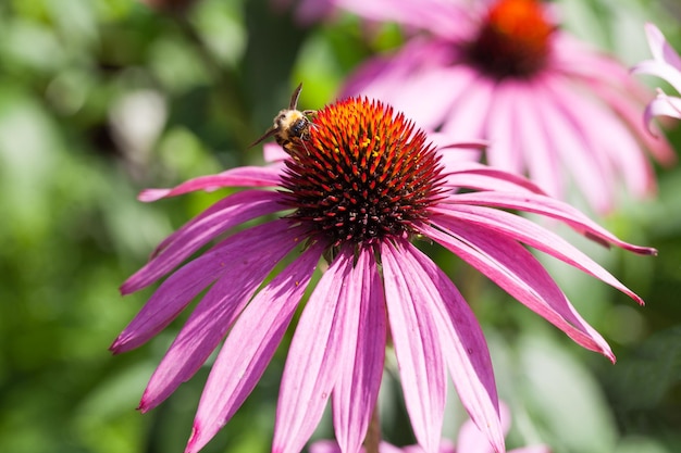 L'ape del miele raccoglie il nettare dei fiori