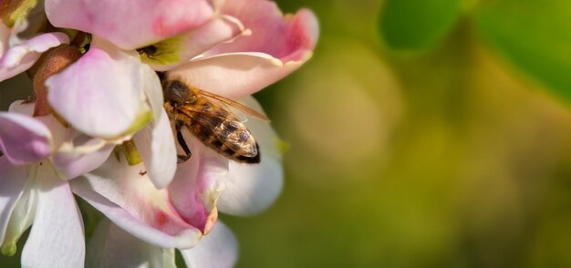 A honey bee collects honey from acacia flowers