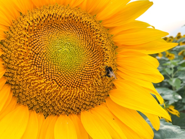 Honey bee collects honey on a yellow sunflower