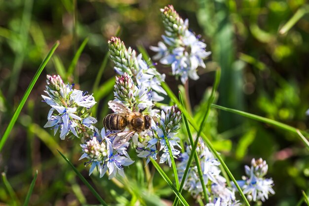 A honey bee collects nectar from the blue veronica teucrium flowers speedwell aerial view and gypsum medicinal and honey plants in europe