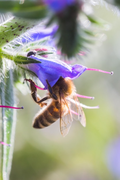 Honey bee collects nectar from Echium vulgare