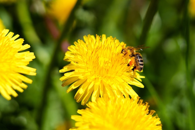 Honey bee collects pollen from a dandelion Closeup selective focus Beauty in nature