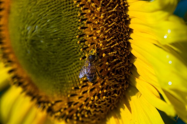 ひまわりに座ってひまわりの蜜を集める黄色い花粉で覆われたミツバチ