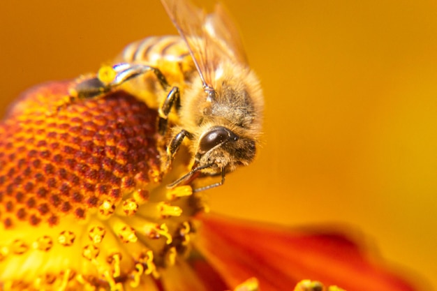 Honey bee covered with yellow pollen drink nectar pollinating flower inspirational natural floral sp...