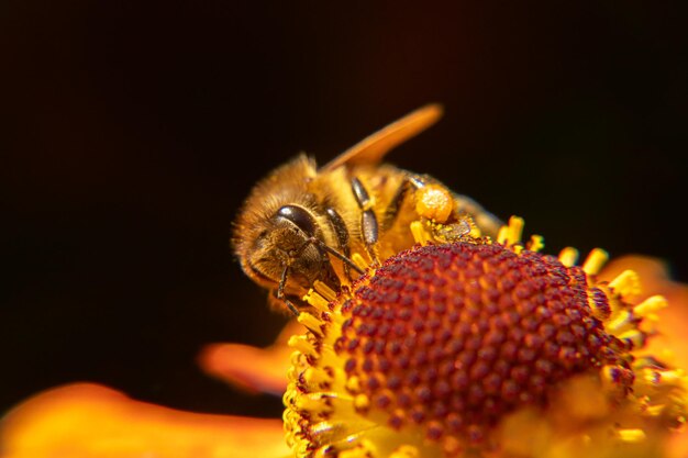 Honey Bee Images - Free Download on Freepik