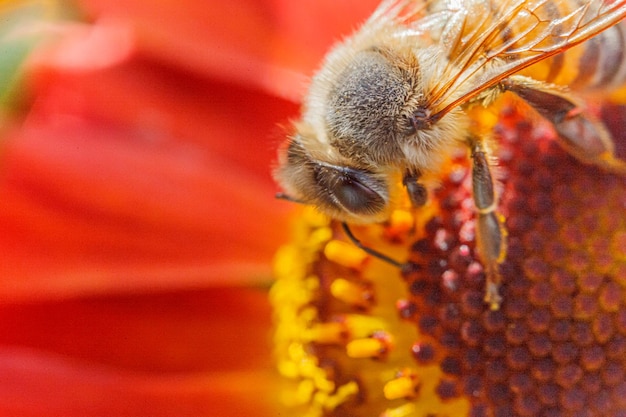 Honey bee covered with yellow pollen drink nectar pollinating orange flower Inspirational natural floral spring or summer blooming garden background Life of insects Macro close up selective focus