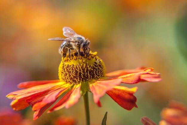 꿀 꿀벌은 오렌지 꽃을 pollinating 노란색 꽃가루 음료 꿀로 덮여 있습니다. 영감을주는 천연 꽃 봄 또는 여름 개화 정원 또는 공원 배경.