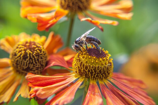 ミツバチはオレンジ色の花を受粉させる黄色の花粉ドリンクの蜜で覆われています。インスピレーションを与える自然の花の春または夏に咲く庭または公園。昆虫の生活。マクロをクローズアップ。