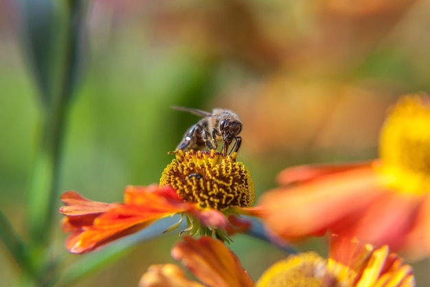 honey bee covered with yellow pollen drink nectar, pollinating orange flower. life of insects