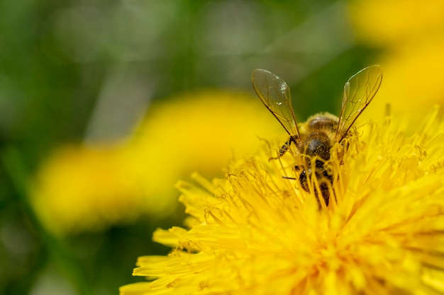 Медоносная пчела на цветке одуванчика Медоносная пчела опыляет весенний луг