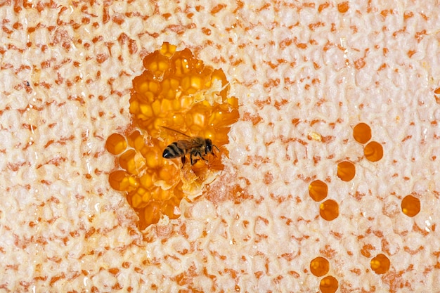 白い背景にワックスが残っているハイブのフレームに蜂蜜を食べるミツバチ