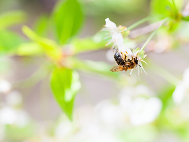 Honey bee enjoying blossoming cherry tree