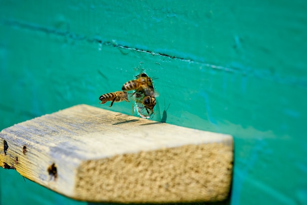 Honey bee in the entrance to a wooden beehive.