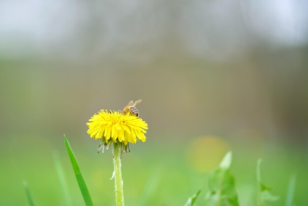 Медоносная пчела собирает нектар на желтых цветках одуванчика, цветущих на летнем лугу в зеленом солнечном саду