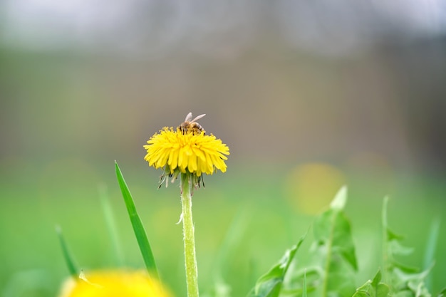 緑の日当たりの良い庭の夏の牧草地に咲く黄色のタンポポの花に蜜を集めるミツバチ