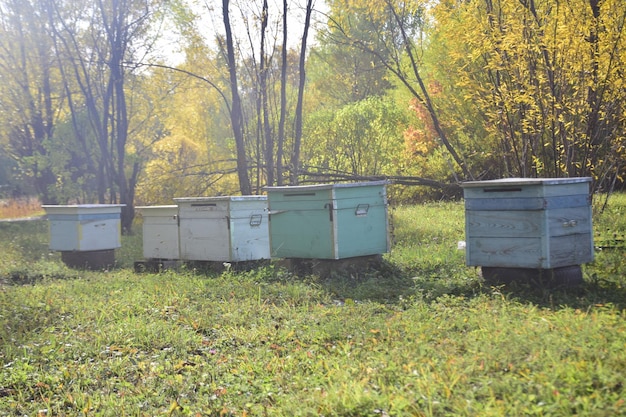 Honey bee hives in autumn forest Ulyanovsk Russia