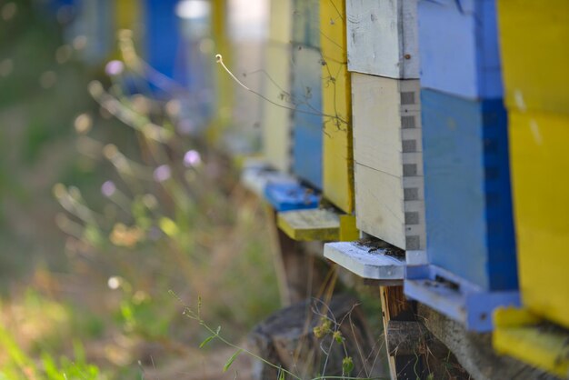 Photo honey bee home in nature