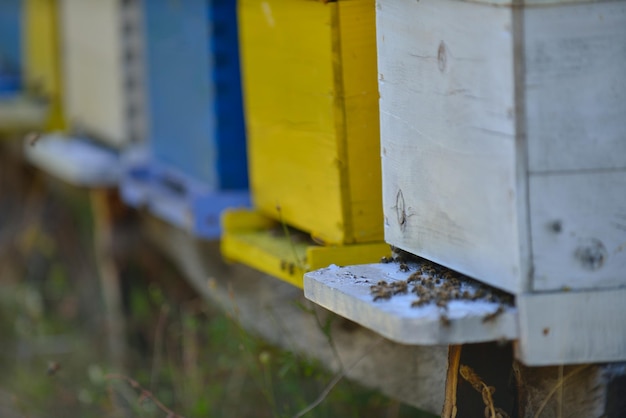 Photo honey bee home in nature