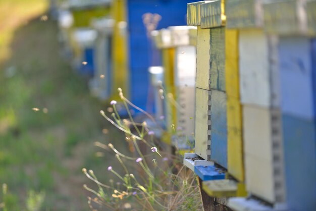 Photo honey bee home in nature