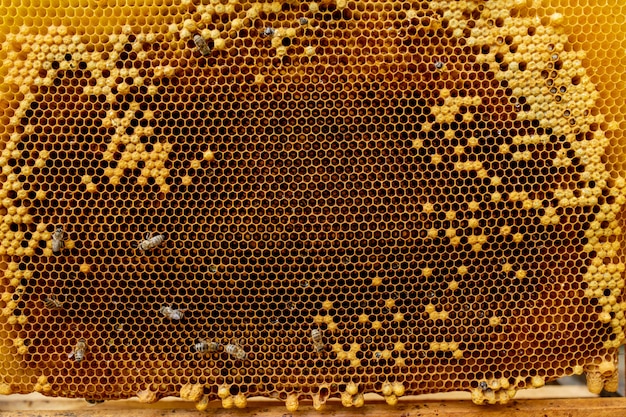 Honey bee su nido d'ape. primo piano delle api sul favo in arnia nel fuoco selettivo di estate, spazio della copia