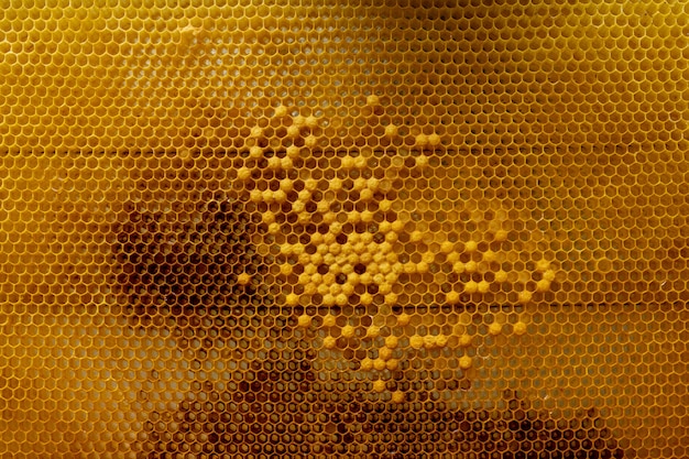 Honey bee su nido d'ape. primo piano delle api sul favo in arnia nel fuoco selettivo di estate, spazio della copia