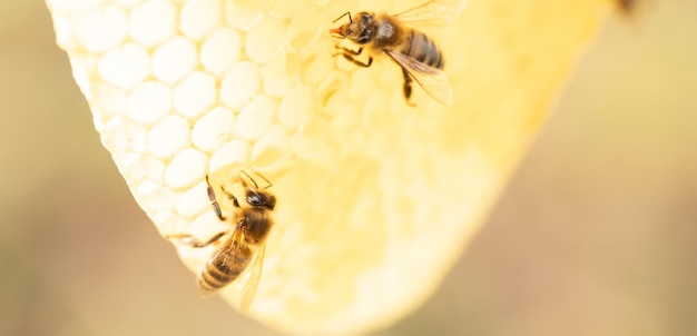 A honey bee on a honeycomb in the wild