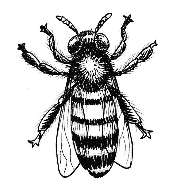 Honey bee. Ink black and white drawing