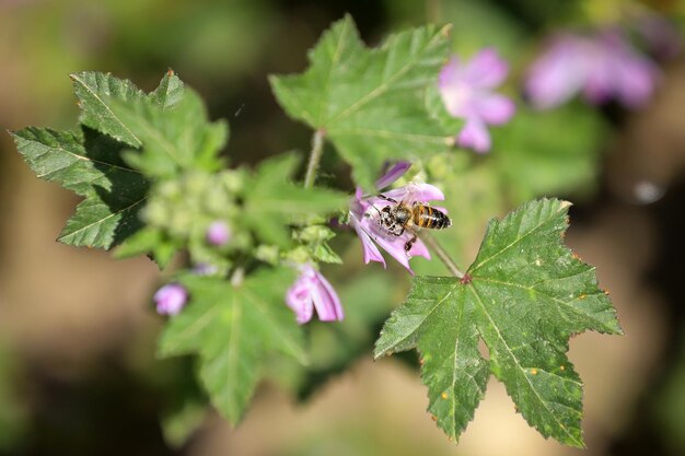 Honey bee is collecting pollen from flower. bee on a flower