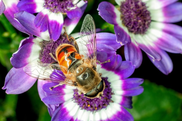 꿀벌이 파란 꽃에서 꿀을 빨고 있다