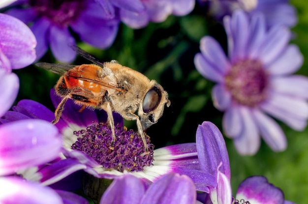 Honey bee is sucking nectar from blue flowers